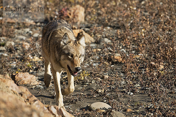 Grauer Wolf (Canis lupus) auf bewachsener Kiesbank am Toklat River  Denali National Park and Preserve  Inner-Alaska  USA