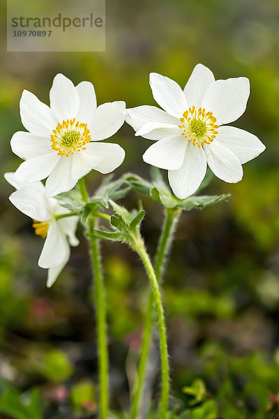 Narzissenblütige Anemone (Anemone narcissiflora) in Blüte auf arktischer Tundra im Frühsommer. Denali National Park and Preserve  Inneres Alaska  USA.