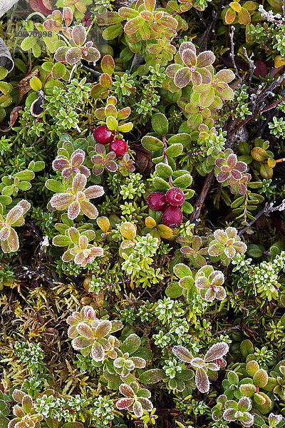 Preiselbeeren (Vaccinium vitis-idaea) und Krähenbeeren (Empetrum nigrum) im Frost am frühen Morgen im Herbst  Denali National Park and Preserve  Interior Alaska  USA.