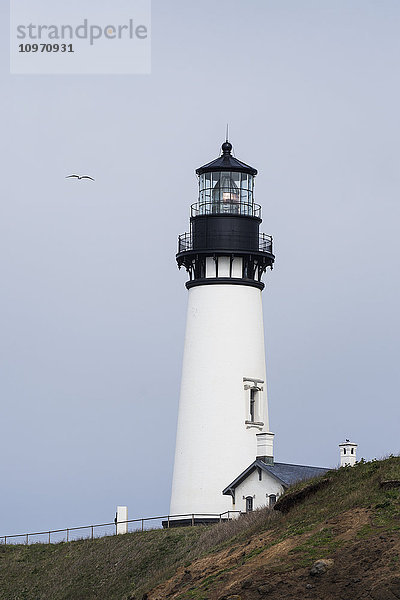 Eine Möwe fliegt am Leuchtturm am Yaquina Head vorbei; Newport  Oregon  Vereinigte Staaten von Amerika'.