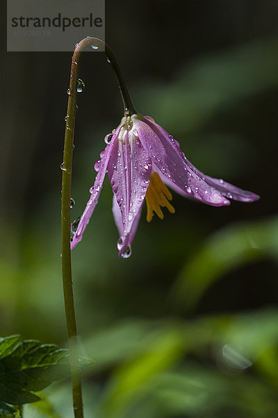 Regentropfen kleben an einer Küsten-Faulbaum-Lilie (Erythronium); Hamlet  Oregon  Vereinigte Staaten von Amerika'.