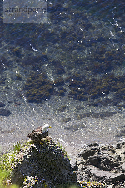 Ein Weißkopfseeadler sitzt am Rande des Wassers auf einem Felsvorsprung; False Pass  Südwest-Alaska  Vereinigte Staaten von Amerika'.