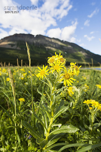 Gelbe Wildblumen in der Hallo-Bucht  Katmai-Nationalpark  Alaska-Halbinsel; Südwest-Alaska  Vereinigte Staaten von Amerika'.