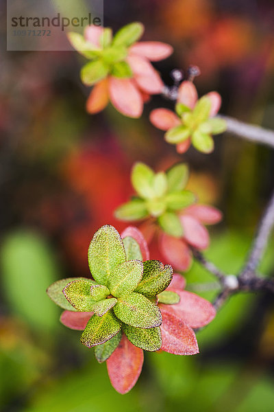 Herbstfarben auf Tundra Laub in der Nähe des Noatak River  Brooks Range; Alaska  Vereinigte Staaten von Amerika'.