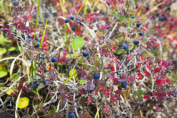 Lowbush Blueberry in Herbstfarben in der Nähe des Noatak River  Brooks Range; Alaska  Vereinigte Staaten von Amerika'.