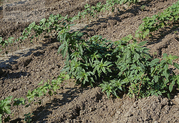 Landwirtschaft - Unkräuter  Befall von Pigweed (Amaranthus sp.) in früh wachsender Baumwolle / Arkansas  USA.