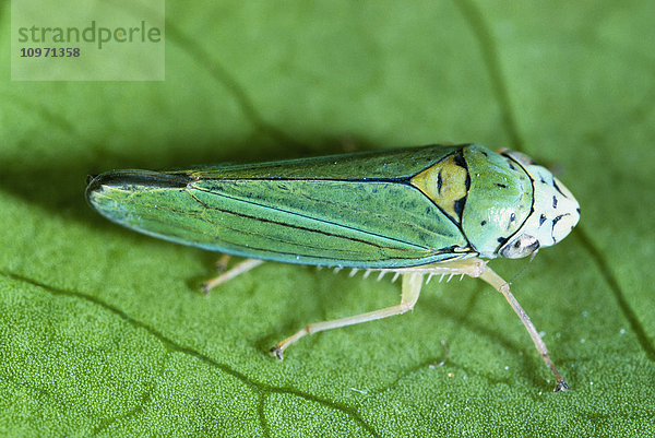 Landwirtschaft - Blaugrüner Scharfschütze (Graphocephala atropunctata) erwachsen  verbreitet das Pierces-Virus.