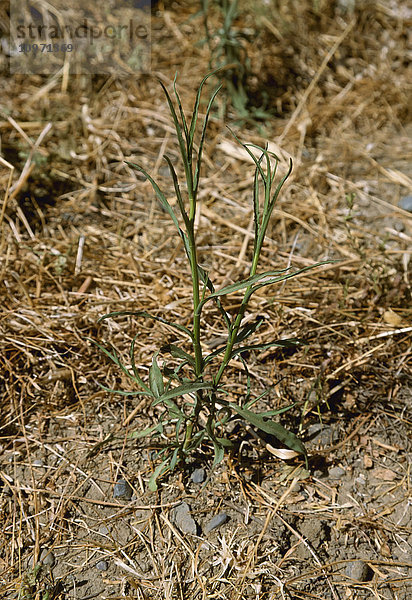 Landwirtschaft - Unkraut  Schlanke Aster (Aster subulatus  var. ligulatus) auch bekannt als Einjährige Aster  Schlanke Aster; unreife Pflanze / Kalifornien  USA.'