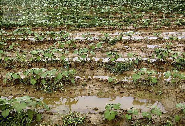Landwirtschaft - Übermäßig nasses Baumwollfeld mit stehendem Wasser nach übermäßigem Regen / Mid-South  USA.