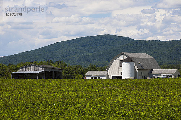 Scheune und Schuppen mit Sojabohnenfeld im Vordergrund; Bromont  Quebec  Kanada