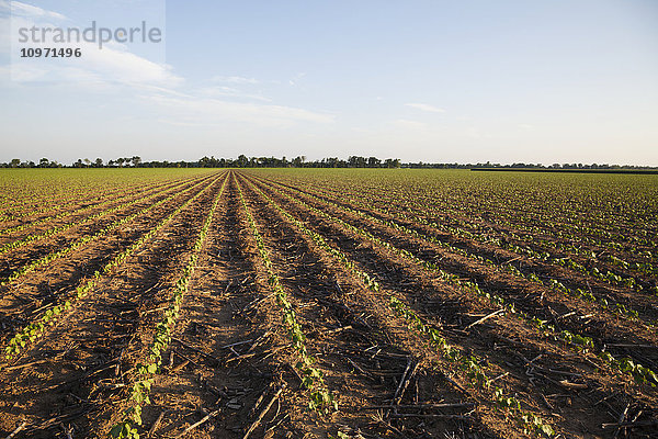 No-Till-Baumwolle  Keimlingsstadium  auf einem Feld  auf dem zuvor Mais angebaut wurde; England  Arkansas  Vereinigte Staaten von Amerika