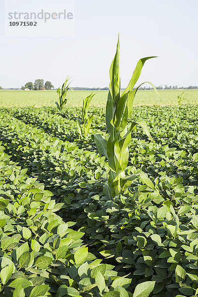 Freiwilliger Roundup-Ready-Mais überlebt in einem Feld mit Roundup-Ready-Sojabohnen; England  Arkansas  Vereinigte Staaten von Amerika