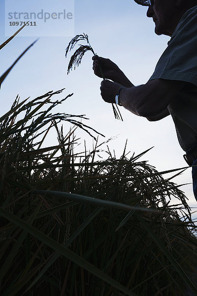 Reis im Erntestadium  gesehen  wie der Landwirt (oder Ernteberater) den Zustand der Ernte bei Sonnenaufgang überprüft; England  Arkansas  Vereinigte Staaten von Amerika