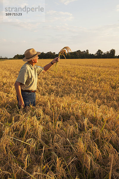Landwirt (oder Ernteberater) prüft Reis im Erntestadium auf einem Reisfeld in Eastern Arkansas; England  Arkansas  Vereinigte Staaten von Amerika