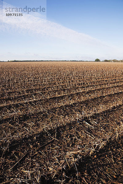 Verrottende Maisreste in einem Feld mit Baumwollstoppeln; England  Arkansas  Vereinigte Staaten von Amerika