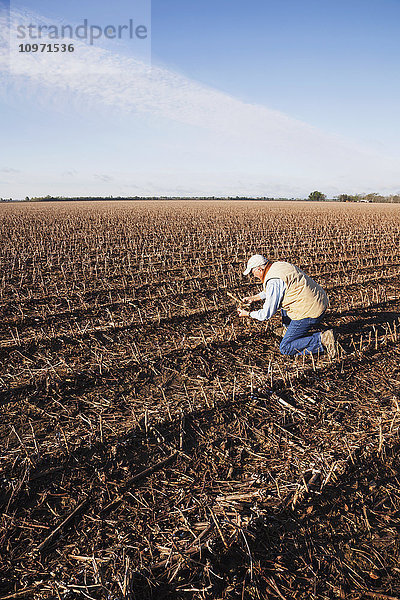 Landwirt (Ernteberater) überprüft verrottende Maisreste in einem Baumwollstoppelfeld; England  Arkansas  Vereinigte Staaten von Amerika