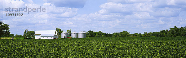 Dichtes Sojabohnenfeld im Sommer bei Xenia  Ohio mit Silos  Bäumen und teilweise bewölktem Himmel im Hintergrund; Xenia  Ohio  Vereinigte Staaten von Amerika