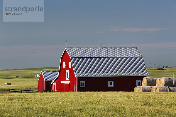 Leuchtend rote Scheune mit runden Heuballen in grünem Getreidefeld mit blauem Himmel; Alberta  Kanada