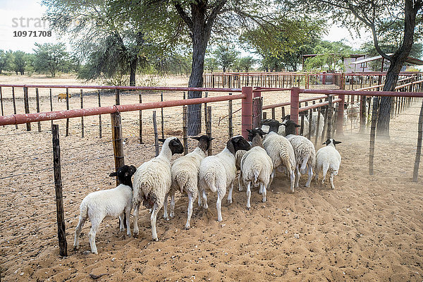 Schafe auf einer Farm; Koes  Namibia