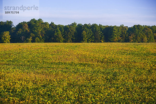 Bohnenfeld; Bradford  Ontario  Kanada