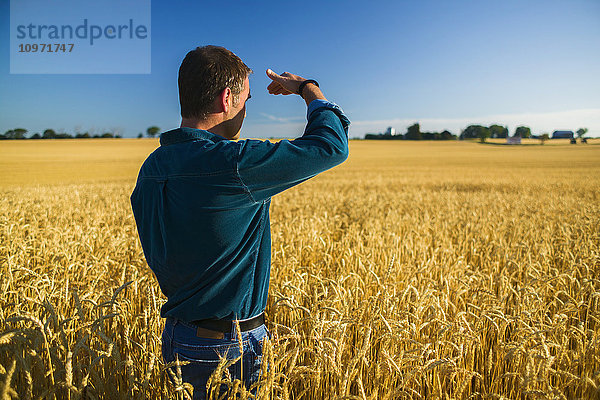 Landwirt schaut über ein Weizenfeld; Bradford  Ontario  Kanada