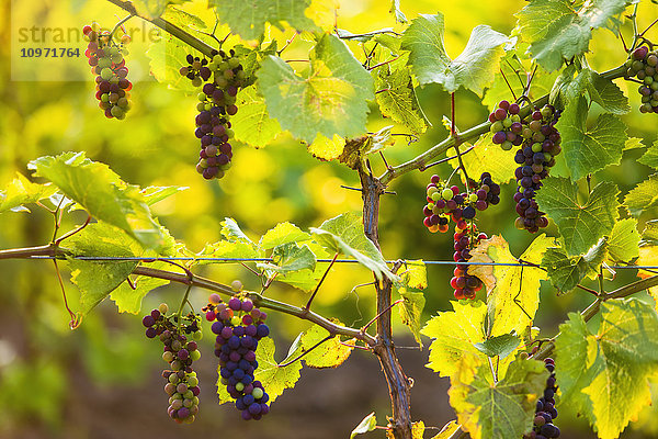 Nahaufnahme von Weintrauben  die an einer Rebe wachsen; Orangeville  Ontario  Kanada
