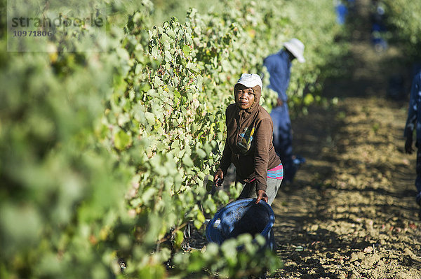 Weintraubenernte; Stellenbosch  Südafrika