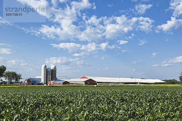 Maisfeld und Milchviehbetrieb; Grantsburg  Wisconsin  Vereinigte Staaten von Amerika