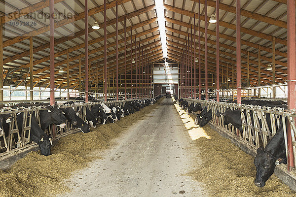 Holsteins bei der Fütterung im Milchviehstall; Grantsburg  Wisconsin  Vereinigte Staaten von Amerika