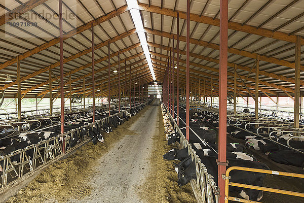 Holsteins bei der Fütterung im Stall; Grantsburg  Wisconsin  Vereinigte Staaten von Amerika