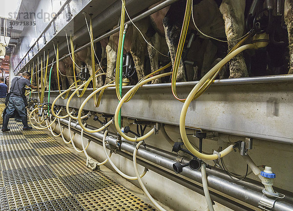 Melker bei der Betreuung von Holsteins im automatischen Melkstand; Grantsburg  Wisconsin  Vereinigte Staaten von Amerika