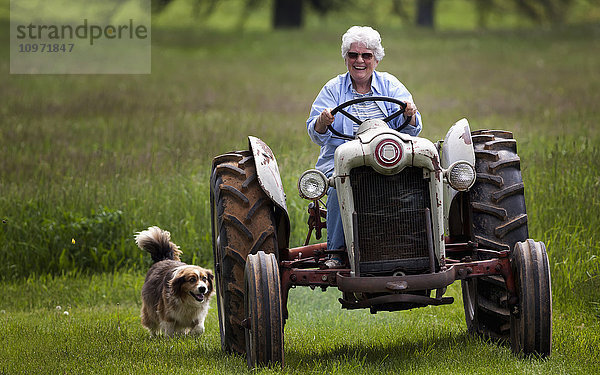 Eine ältere Frau mit einem breiten Lächeln auf dem Gesicht fährt einen alten Ford Jubilee Traktor in Richtung der Kamera  während ihr Hund ihr folgt; Kentucky  Vereinigte Staaten von Amerika