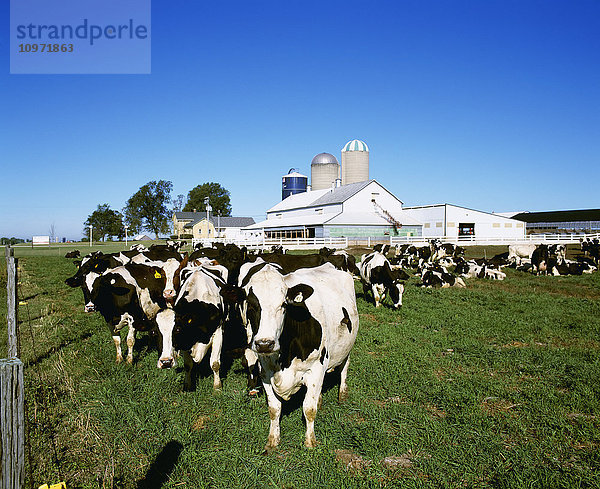 Viehzucht - Holstein-Milchkühe auf einer grünen Weide mit einem Molkereigebäude im Hintergrund / Calumet City  Wisconsin  USA.