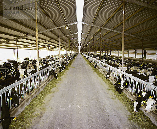 Viehbestand - Holstein-Milchkühe in einem großen  1/2 Meile langen Freilaufstall / Cimarron  Kansas  USA.