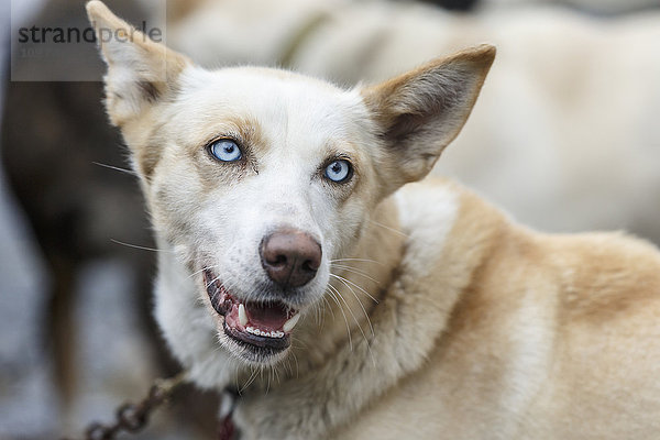 Porträt eines Hundes von Al Eishens während der tierärztlichen Untersuchung vor dem Iditarod-Rennen 2015  Wasilla  Süd-Zentral-Alaska