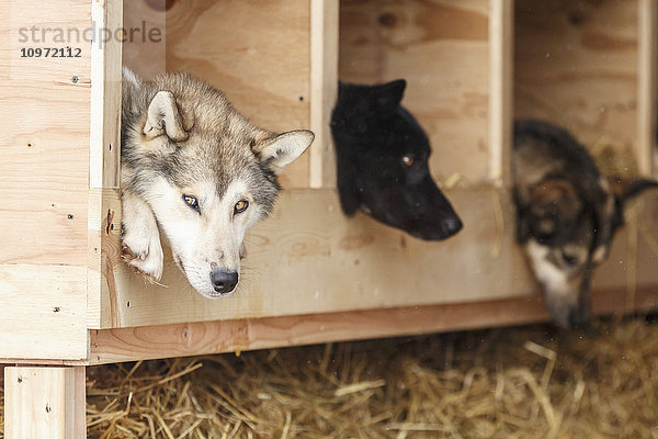 Nahaufnahme von Alaska-Husky-Hunden in einer LKW-Hundebox beim Start des Iditarod 2015  Fairbanks  Alaska
