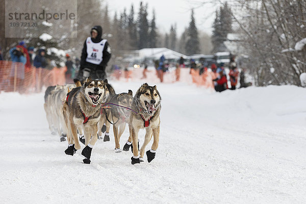 Das Team von Dallas Seavey läuft kurz nach dem Start des Iditarod 2015 in Fairbanks  Alaska  den Trail hinunter