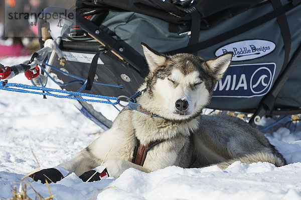 Der Radhund von Paige Drobny ruht sich während des Iditarods 2015 in Manley Hot Springs in der Sonne aus.