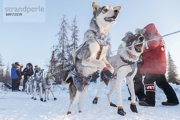 Allen Moore checkt in Manley Hot Springs ein  während sein Hund während des Iditarods 2015 vor Freude springt