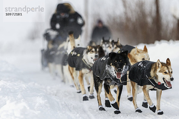 Dallas Seaveys Hunde führen ihn während des Iditarod 2015 zum Ruby-Kontrollpunkt.