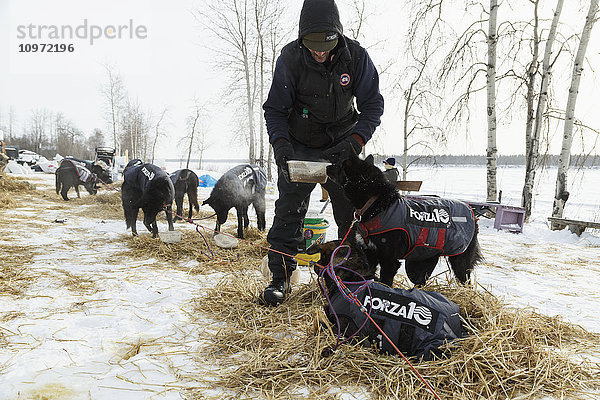 Lance Mackey  mit Frostbeulen an den Händen  füttert seine Hunde während seines 24-stündigen Aufenthalts am Yukon River am Tanana-Kontrollpunkt während des Iditarod 2015