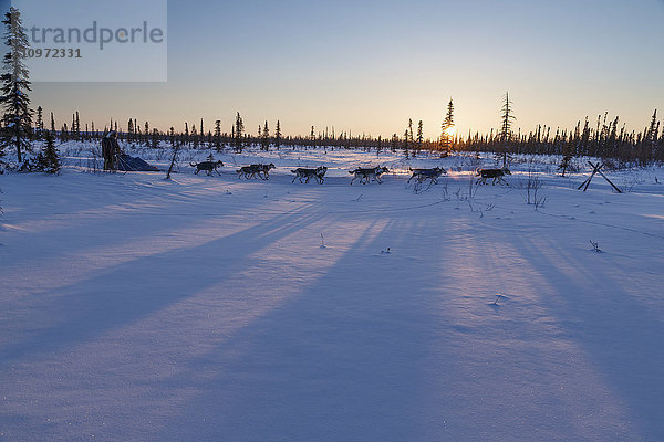 Lev Shvarts läuft bei Sonnenuntergang ein paar Kilometer vor dem Kontrollpunkt Huslia während des Iditarod 2015