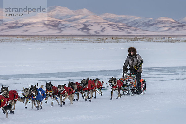 Jeff King auf dem zugefrorenen Slough bei der Ankunft in Unalakleet bei Sonnenuntergang während des Iditarod 2015