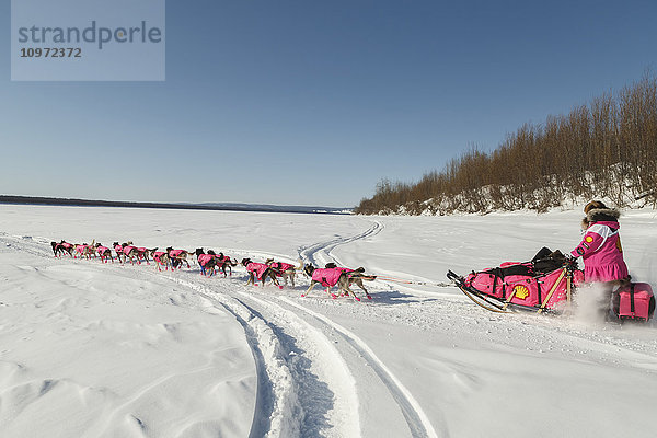 DeeDee Jonrowe läuft das Ufer hinunter und auf den Koyukuk-Fluss  als sie den Koyukuk-Kontrollpunkt während des Iditarod 2015 verlässt