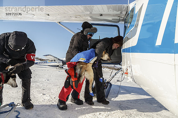 Freiwilliger Pilot lädt einen abgeworfenen Hund am Kaltag-Kontrollpunkt während des Iditarod 2015