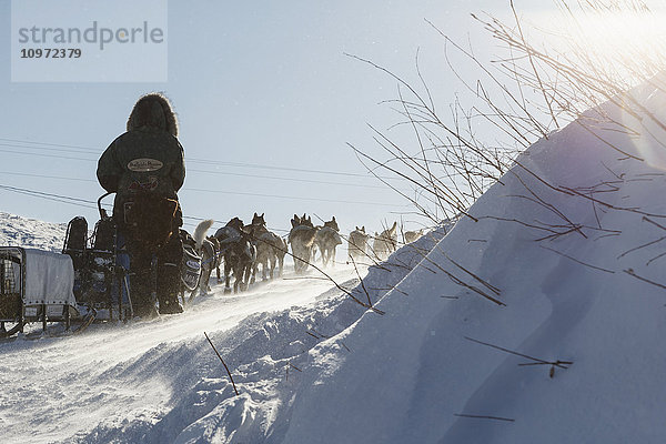 Paige Drobny und ihr Team laufen den Hügel vom Yukon River am Kaltag-Kontrollpunkt hinauf  und das bei einem Wind von 20 mph während des Iditarod 2015