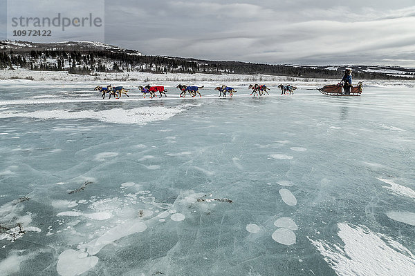 Michelle Phillips auf dem Trail bei 30 mph Wind einige Meilen vor dem Unalakleet Checkpoint während des Iditarod 2015