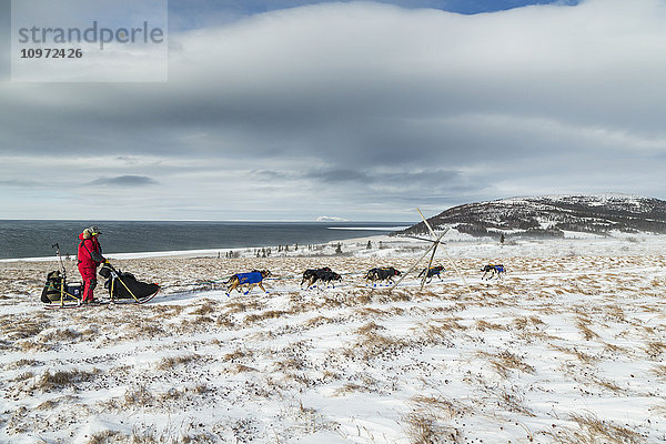 Nathan Schroeder läuft während des Iditarod 2015 einige Meilen nach dem Verlassen des Unalakleet-Kontrollpunkts mit dem Beringmeer im Hintergrund durch die Büschel im Wind von 30 mph.