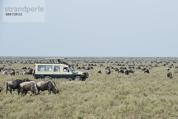 Safari-Fahrzeug  umgeben von Gnus und Zebras in den Serengeti-Ebenen; Tansania
