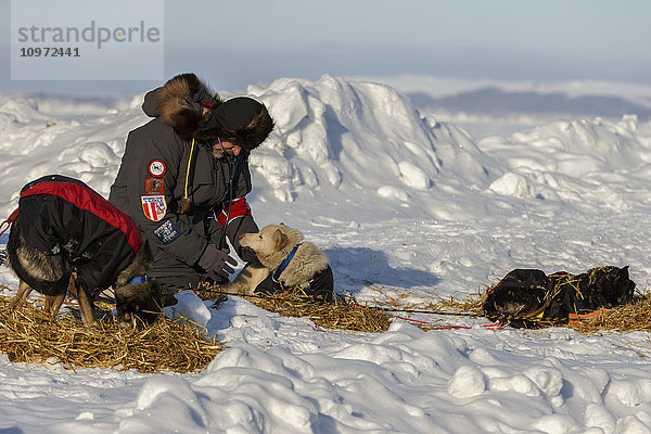 Ein freiwilliger Tierarzt untersucht einen Hund von Kristie Berington in Shaktoolik während des Iditarod 2015.